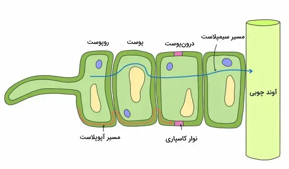 انتقال مواد در گیاهان زیست دهم