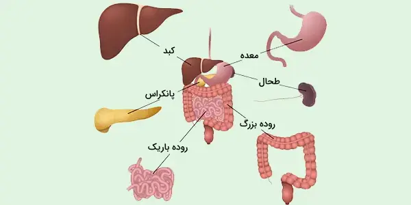 لولۀ گوارش