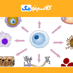 تنظیم بیان ژن - زیست دوازدهم