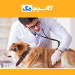 معرفی رشتۀ دامپزشکی، دورۀ تحصیل، بازار کار، تفاوت با کاردانی