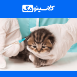 معرفی رشتۀ علوم آزمایشگاهی دامپزشکی، گرایش، بازار کار، توانایی‌ها